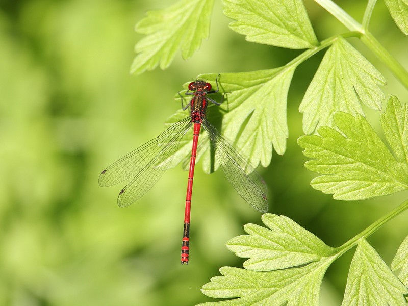 Sign up for a great Introduction to the Dragonflies & Damselflies of Sussex, Friday 21 June, 10am- 2:00 pm with James Duncan sussexwildlifetrust.org.uk/whats-on/2024-…
