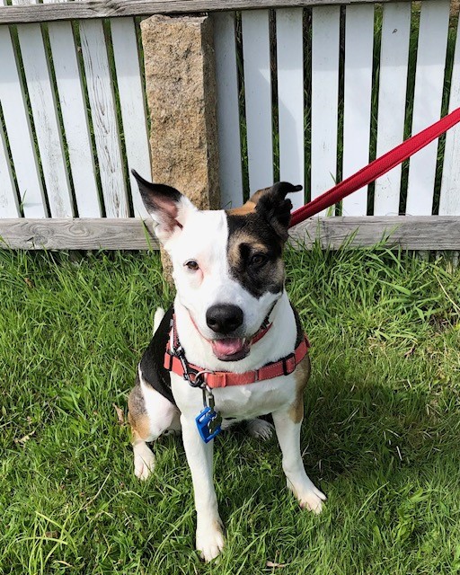 Foster girl Lena wishes everyone a happy #tongueouttuesday from Martha's Vineyard! As we continue to raise money for Lena's reactivity training, we want to thank you for sharing, reposting, donating! #TOT #fosteringsaveslives 
gofund.me/7e011750