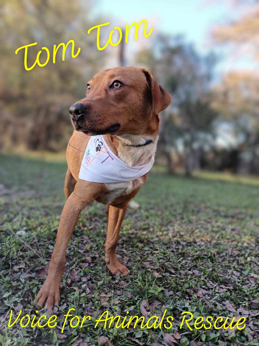 * Tom Tom!* Are you ready to add some fun and playfulness to your life? Look no further than Tom Tom, a 1-year-old bundle of joy! This friendly and funny boy is neutered and up-to-date on his vaccinations, so you can focus on the fun stuff - like playing and snuggling! Tom Tom…