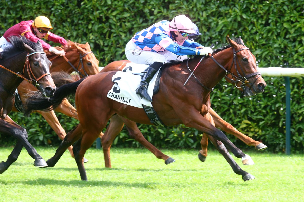 Fly Half won the super maiden Prix du Coq Chantant today at @fgchantilly 💨 Born and raised in France, the 2yo colt brings back a total amount of €43.750 (€25.000 in Prize Money + €18.750 in Owners' Premiums) 🤩🇫🇷 #OwninFrance #BreedinFrance #TraininFrance