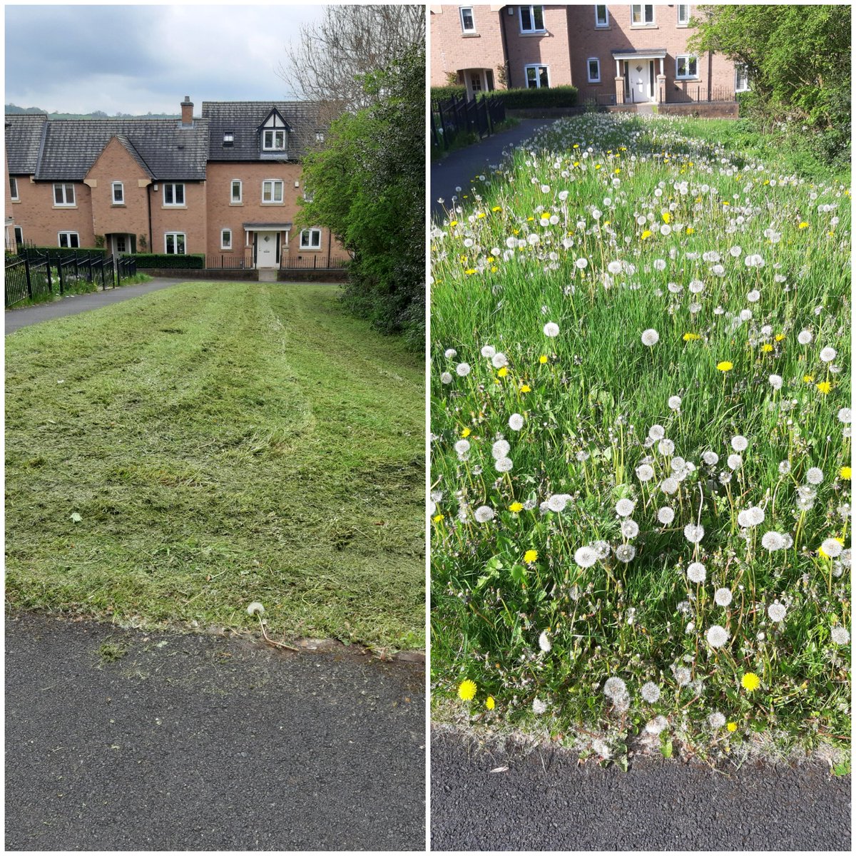 Dandelions aren't harmful to humans Do they sustain insects? How many insects/v'brates were killed by mowing? Would council tax payers like to pay less? Would you like to reduce emissions? Would you like to sequester carbon? @derbyshiredales doesn't seem to care about the above.