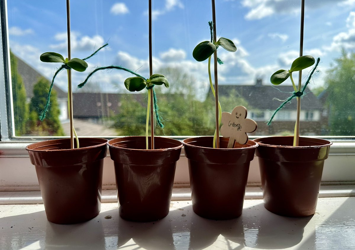 George’s sunflower plants that he planted at @carletonparksch EASC Club are growing well, the tallest is at 13cm. He’s separated them all into separate pots with a skewer to keep them standing tall 🌻#nature #sunflower #spring