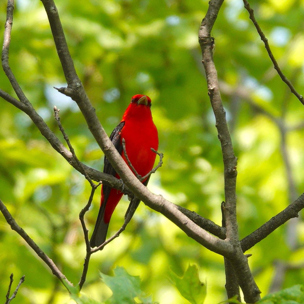 Scarlet Tanagers are fiery red comets dashing through the trees. This is the time of year to see them, before the leaves fill out offering cover. I feel like they’re everywhere this week!#tanager #birding #birdphotography #songbirds #springmigration #birdcp #birdcpp #birds