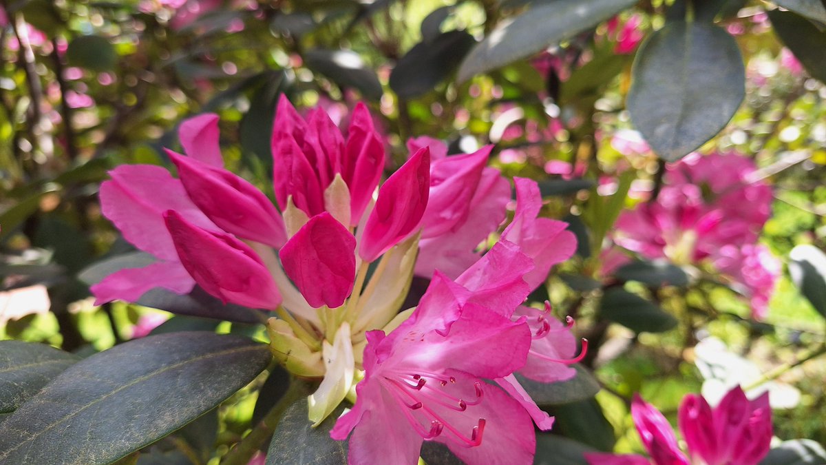 Weer een mooie lentedag vandaag in Otterlo. De Rhodondendron komt mooi uit deze week. Het lijkt wel een Rhodobos in plaats van Lorkenbos. Naast de bloeiende heide in augustus echt een van de mooiste tijden van het jaar. ❤️🌸🌲🌲 #rhododendrons #bloeiendenatuur #lorkenbos