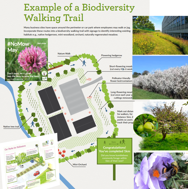 Q: How do we highlight ‘how’ we are supporting pollinators along our business site's Biodiversity Walking Trail? A: Review Pg. 32 of ‘Businesses: actions to help pollinators’ guidelines tinyurl.com/4ustw2d5 and engage with your local Biodiversity Officer. @biodatacentre