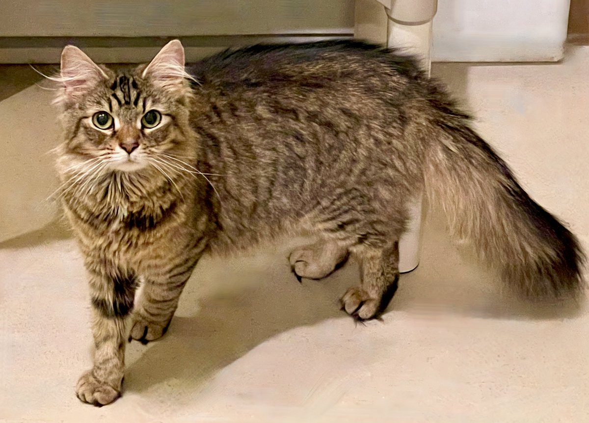 Willow is 1@3 intake newbies. She stays in or behind a litter box til lifted out - then she remembers she LIKES affection - a lot!😺Once out, she's a cuddler! #kittens #cats #pets #va #virginia #dc #washingtondc #maryland #GoodVibes #tuesdayvibe #tuesday #CatsOfTwitter #cute #luv