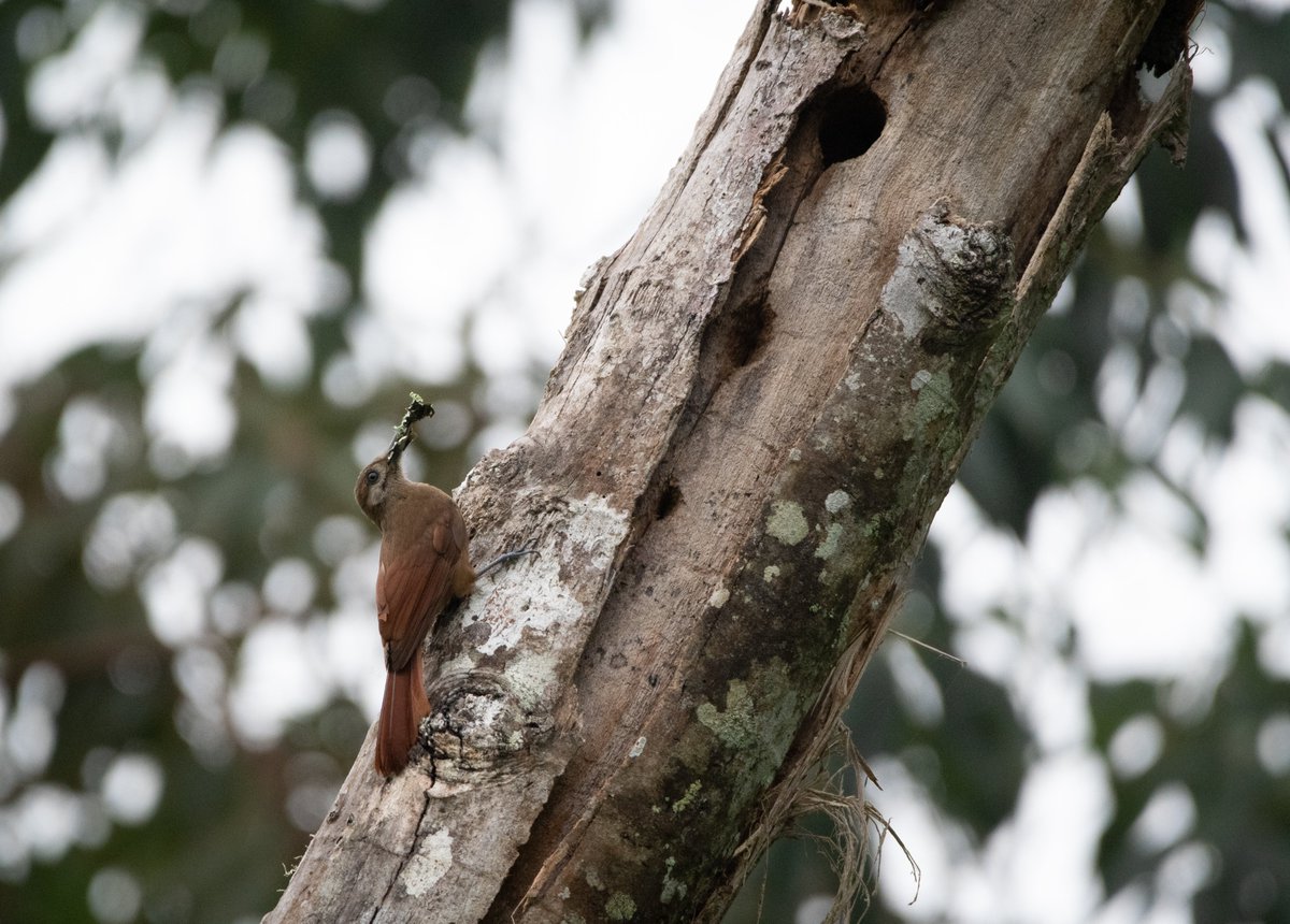 Maintaining standing dead trees, or snags, is a recommended on-farm criteria of the Bird Friendly® certification. Snags provide vital resources like insects and places to nest for birds like this Plain-brown Woodcreeper in Peru–spotted here gathering nesting materials. #WMBD2024