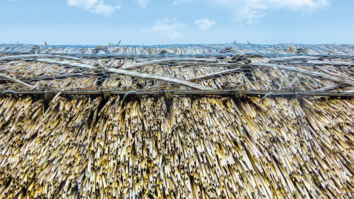 Last straw? Why thatched roofs have carbon concerns.

The majority of reed used in thatched roofs comes from Europe.

Andy Dodson MCIOB from @SolentUni is researching the supply chain...

Check out the full story 👉 zurl.co/I65m (@ConstructMgmt)

#construction #roofing