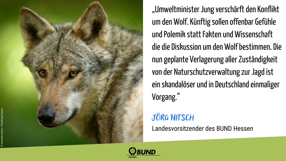 Umweltminister Jung setzt die Demontage des #Naturschutzes fort: Der #Wolf soll ins Landesjagdgesetz & das Wolfszentrum vom HLNUG zu HessenForst. Das #Jagdrecht wird bei gleichzeitiger ganzjähriger Schonzeit bekanntlich keine praktische Bedeutung haben 🐺 bund-hessen.de/pm/news/debatt…