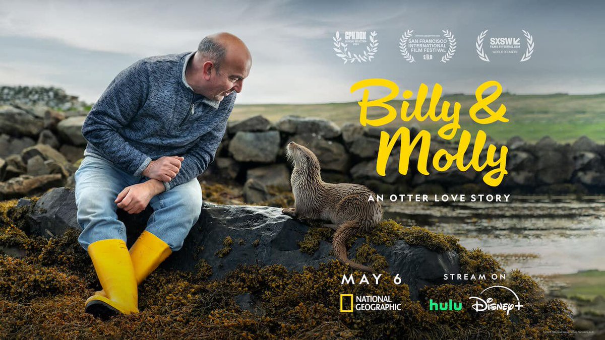The new @NatGeo documentary 'Billy & Molly: An Otter Love Story' with a score by @ErlandCooper is now streaming on @DisneyPlus and @hulu.
