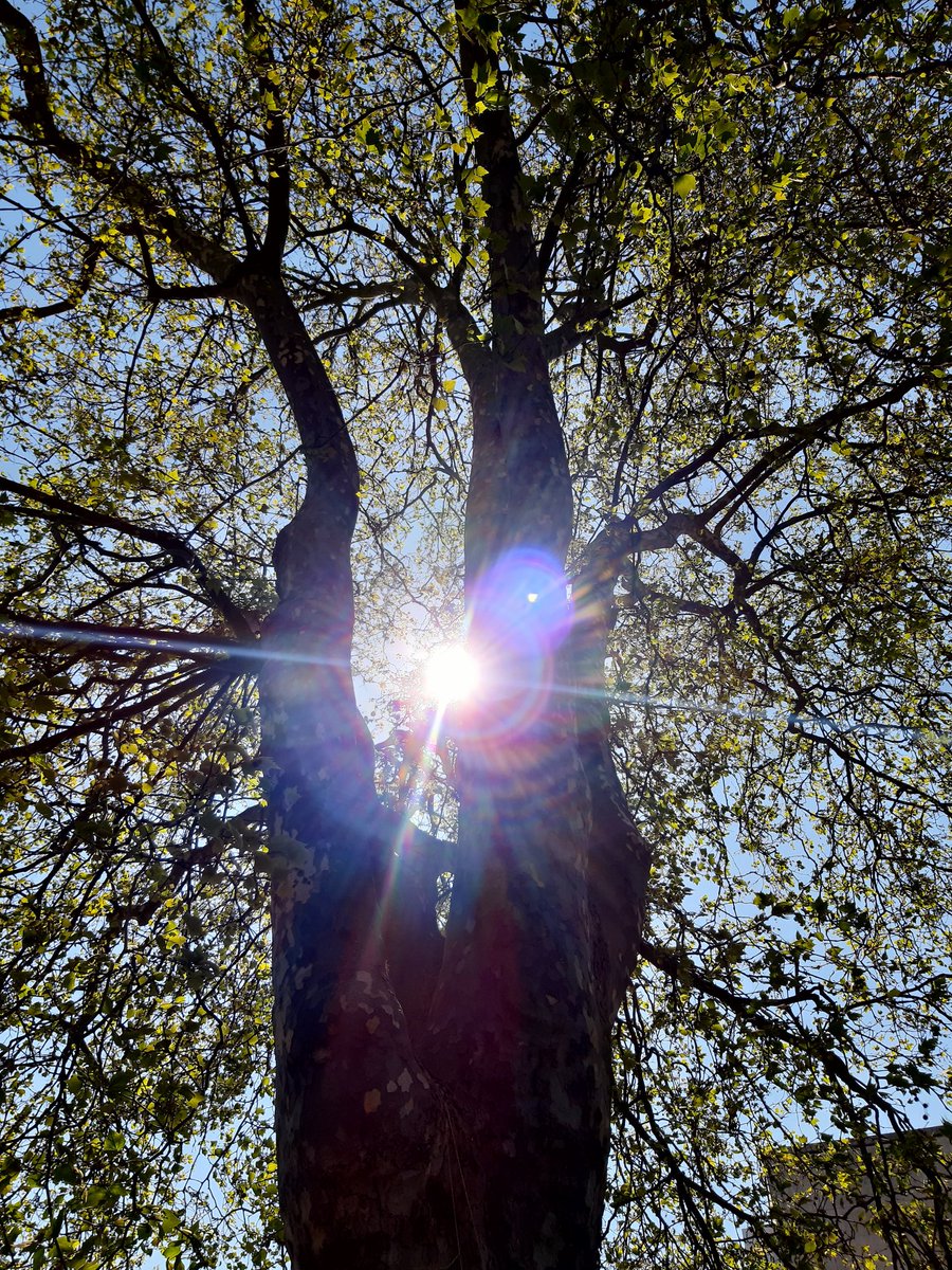 Chester enjoying the sun. ☀️🌳💚
#SaveChester #Southend #SaveOurTrees 
@SouthendCityC @Anna_Firth @ChrisGPackham @MFeriaTinta @paulpowlesland @JustPlaneNews @STRAWPlymouth @DanicaPriest @TheStreetTree @TreesforStreets @EssexWildlife @Essex_Echo