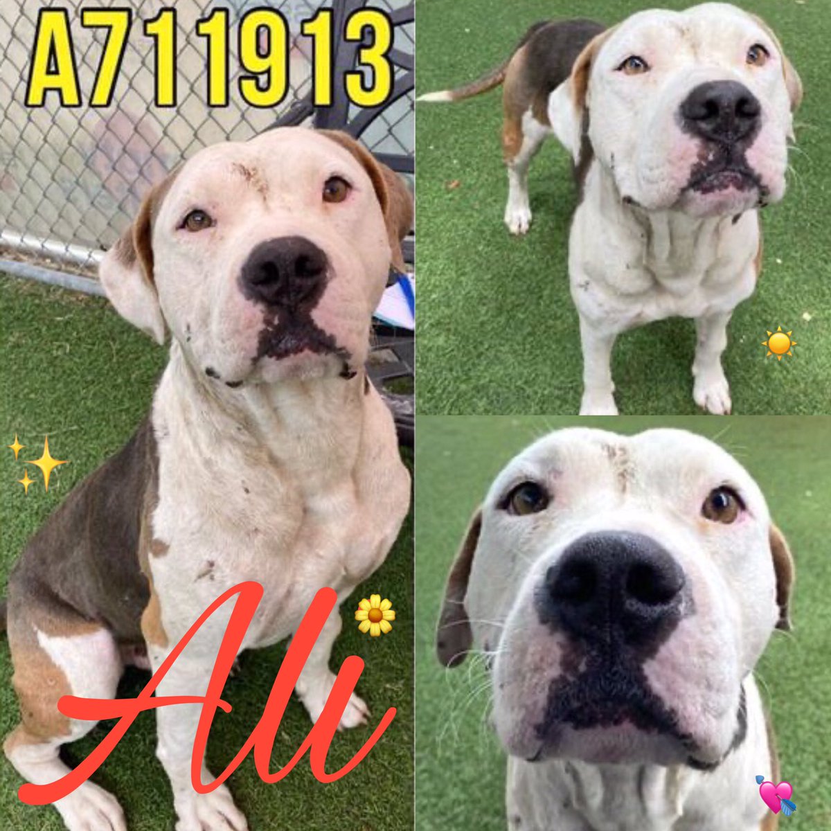 🆘 INJURED SWEET PITBULL DOG ALI #A711913 (3yo M, 69lb, hw-) WITH MANY SCARS IS TBK☠️TODAY 5.7 BY SA ACS #TEXAS‼️ 🚨wounds, oral bleeding 💕Dog friendly, polite, very treat motivated & gentle; walks well on leash; loves soft pets, affection, & leans in for + #DontBullyMyBreed