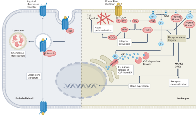 Atypical chemokine receptors in the immune system dlvr.it/T6XrV1