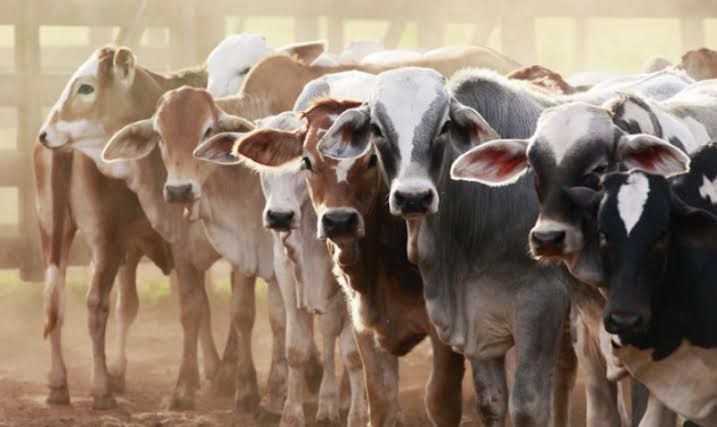 Esigodini College receives livestock in cooperation with UNDP Zimbabwe! Look! bit.ly/4a3Erpj