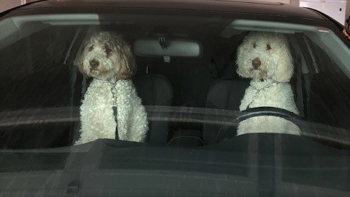 Nessa: Slow down Macie
Macie: I paid for the whole speedometer, Imma gonna use the whole speedometer 🤭😃
#DogsOfTwitter
#tuesdayvibe