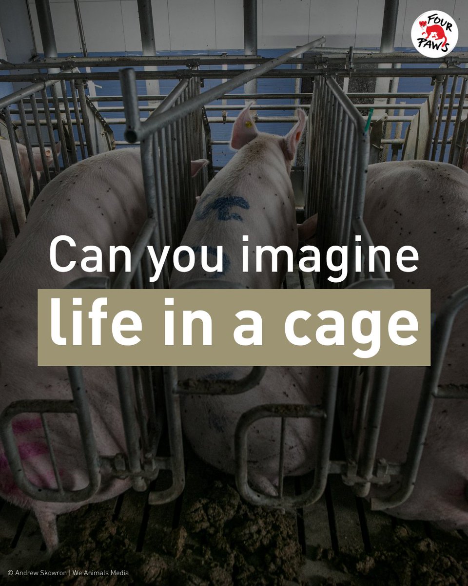 Around EIGHT MILLION farmed animals are still caged each year in the UK. Animals deserve the freedom to express their natural behaviours. Do you agree? Sign here👉 bit.ly/End-Cage-Age
