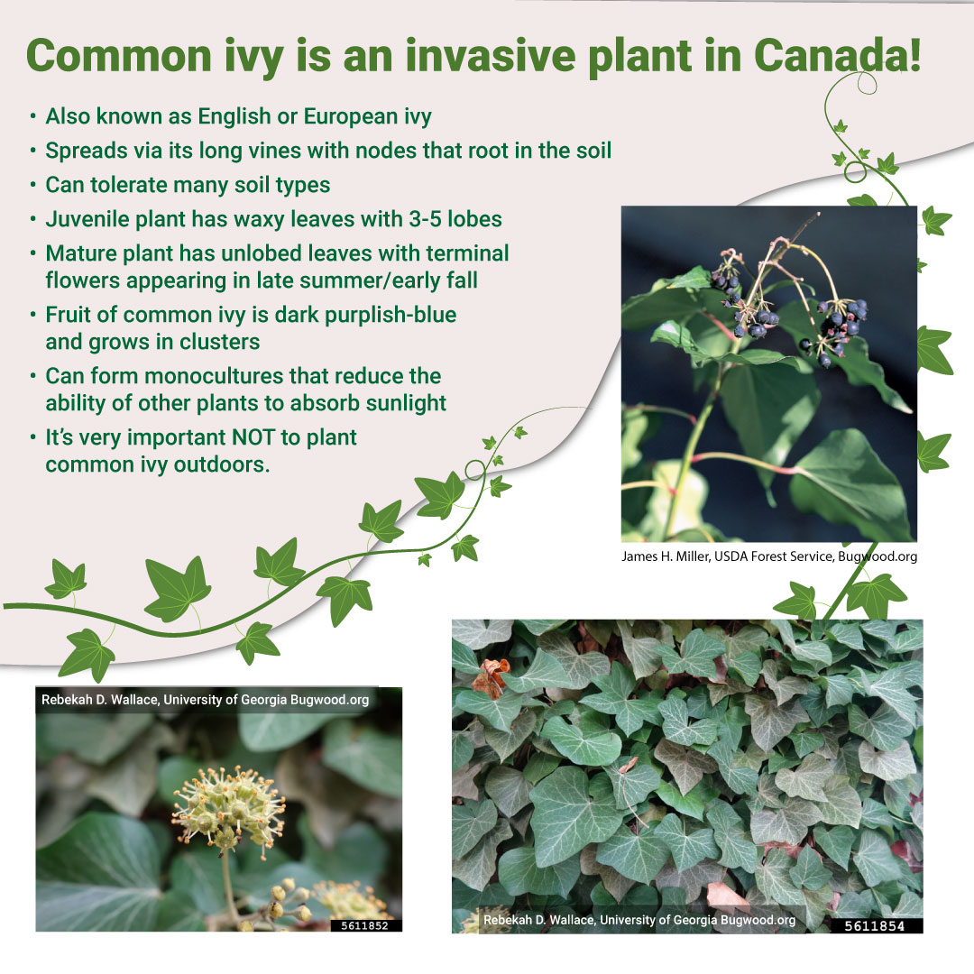 Common ivy) is a highly invasive plant in Canada. It can spread on the ground or around other plants and trees, reducing the amount of light available to other plants. Common ivy should never be planted outside, or disposed of in compost. More: bit.ly/3p0z4jr