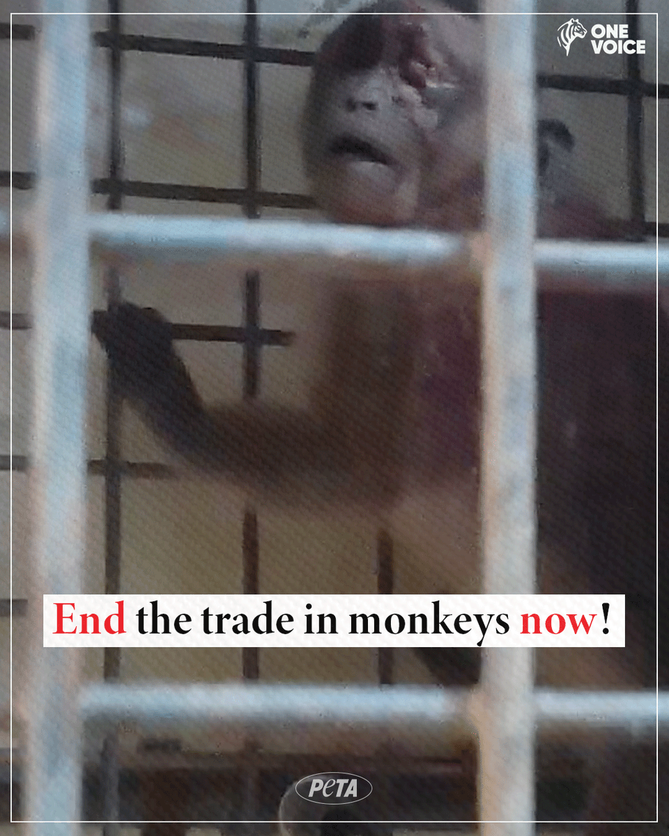 He was taken from everything he knows, stuffed in a cage, & sent across the globe to die in a U.S. laboratory. He is just one of the many monkeys that @onevoiceanimal witnessed suffering. Humans have no right to these monkeys’ lives.
