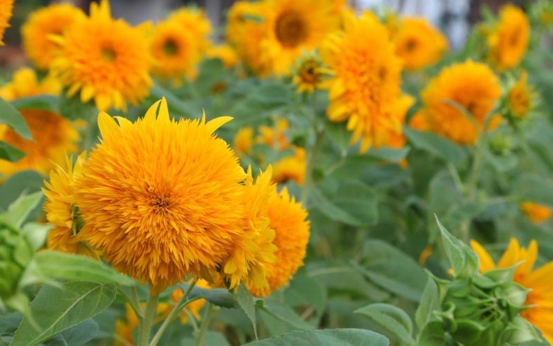 For success with sunflowers, sow sunflowers directly in May and June or sow seeds in the greenhouse in April. buff.ly/3TZzzM2