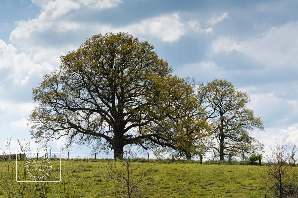 Trees are awesome

#treetuesday #landscape #tree #tuesdaytree #nature #naturalworld #Nikon #naturephotography #treephototgraphy #landscapephotography #Wiltshire #trees #birch #birchtree #landscapephotography #treesareawesome #wiltshirelandscape