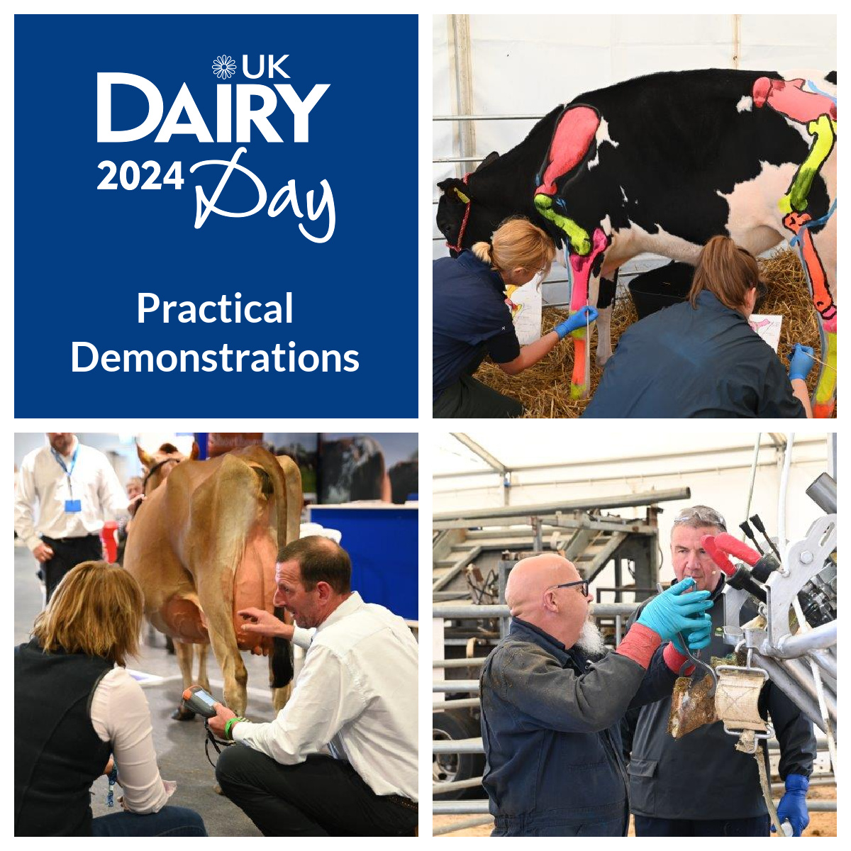 UKDairyDay's tweet image. Practical demonstrations return.  See the foot trimming and type classification, plus the captivating &apos;Beneath the Black and White&apos; Calf Painting Demo! Visit our website for details! #PracticalDemos #UKDairyDay ukdairyday.co.uk/visit/practica…
