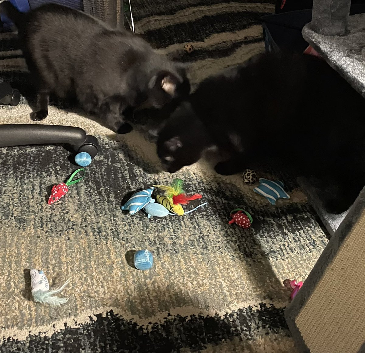 Happy fourth birthday, Ozzy and Freddie! Have a day of many new toys, treats, and relaxation all for yourselves! Mommy and Daddy love you endlessly! 🐈‍⬛🐈‍⬛ #blackcats #birthday #twins