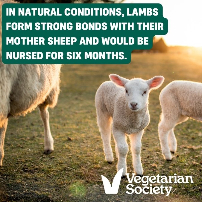 Love seeing little lambs in the fields...so sweet. In natural conditions lambs form strong bonds with their mother and would be nursed for six months. More at vegsoc.org/what-we-do/org…