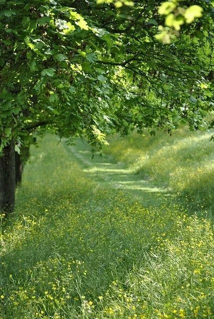 the most dreamy thing irl is a grass covered path