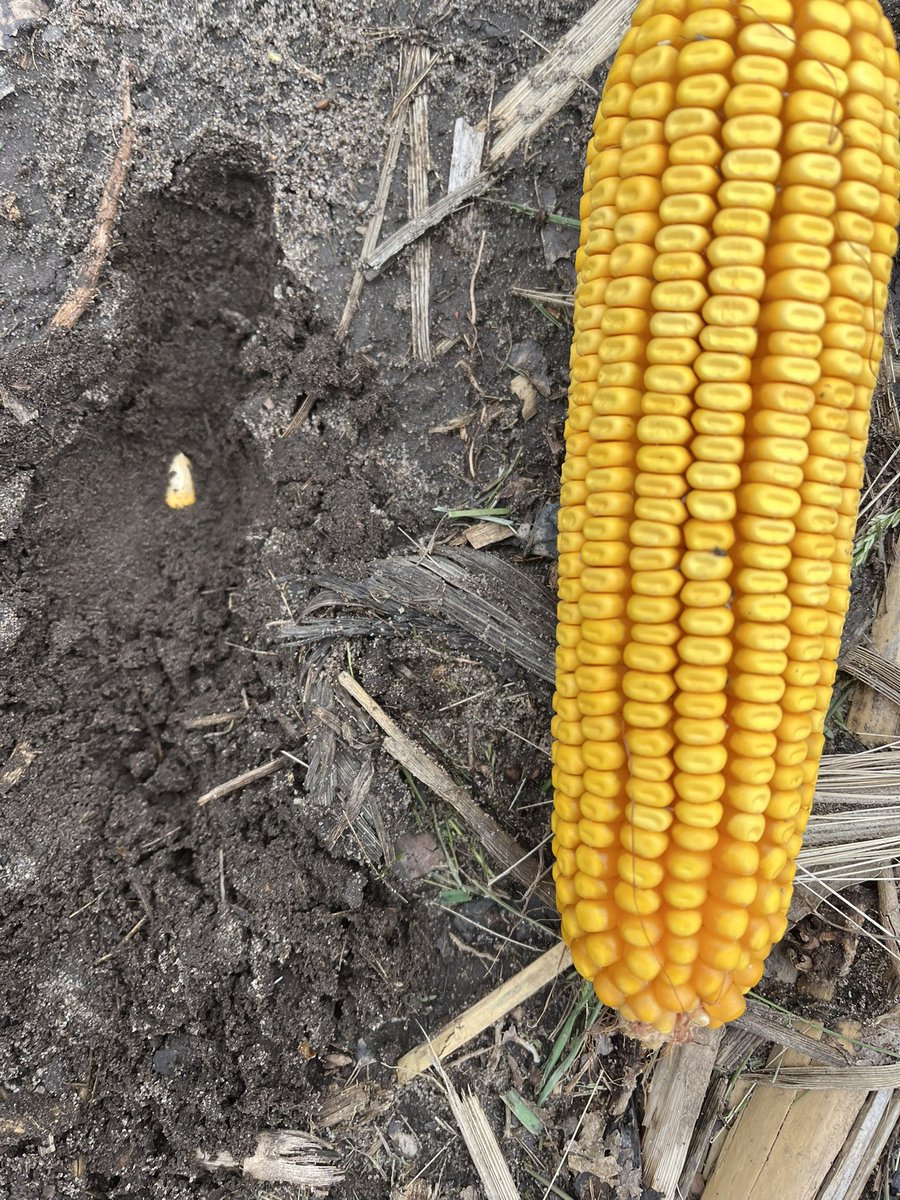 This 1 seed put in ground by planter u saw in last week’s corn watch hopefully w right weather will produce an ear of corn for October harvest like u c in same picture #cornwatch