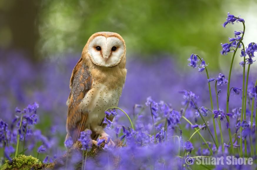My two favourite things in one photo; #bluebells #barnowl

Just gorgeous.

📸: Stuart Shore 

#NaturePhotography 
#naturelovers 
#BirdsOfTwitter