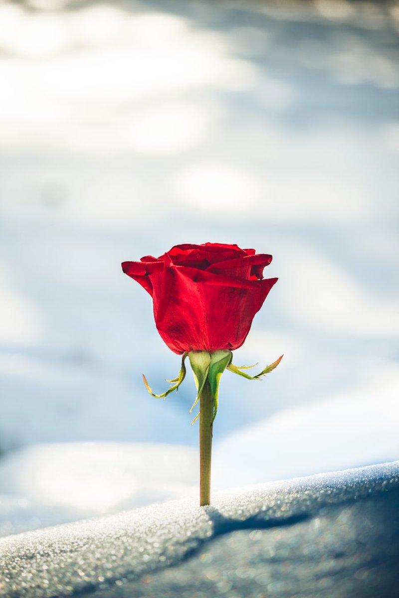 #vss365 #tanka Beautiful red rose Prickly thorns resiliency Blooms of graceful love Acanths stems unhidden truth Love and pain oft intertwined