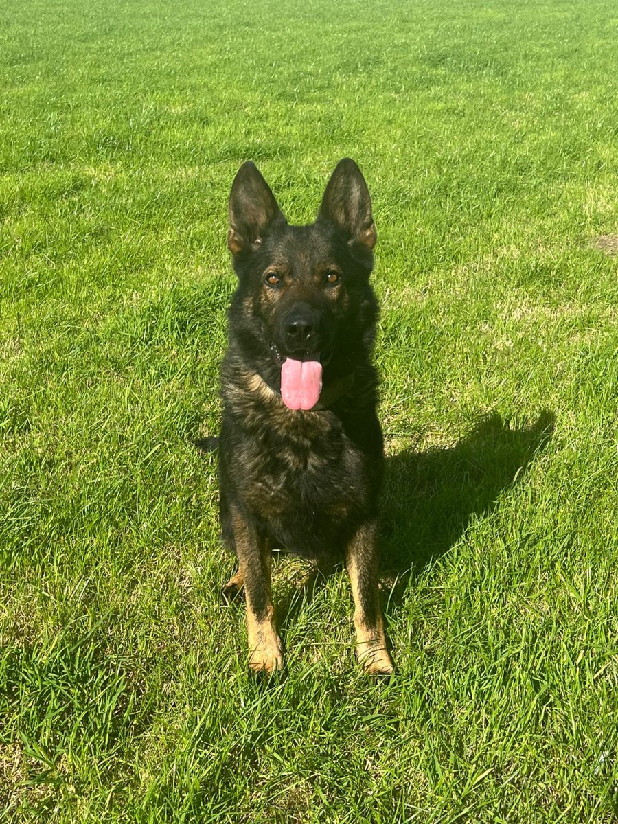 PD Donny was on fine form last night. After a burglary, a vehicle failed to stop before occupants decamped on the motorway. Great teamwork with @NPASSouthWest and @ASPRoadSafety led to the driver being detained, whilst PD Donny located the passenger hiding in undergrowth 🐶⭐️
