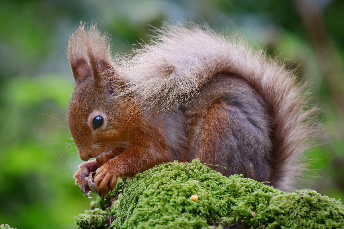 Red squirrel enjoying a tasty hazelnut 😁😍🐿🌰