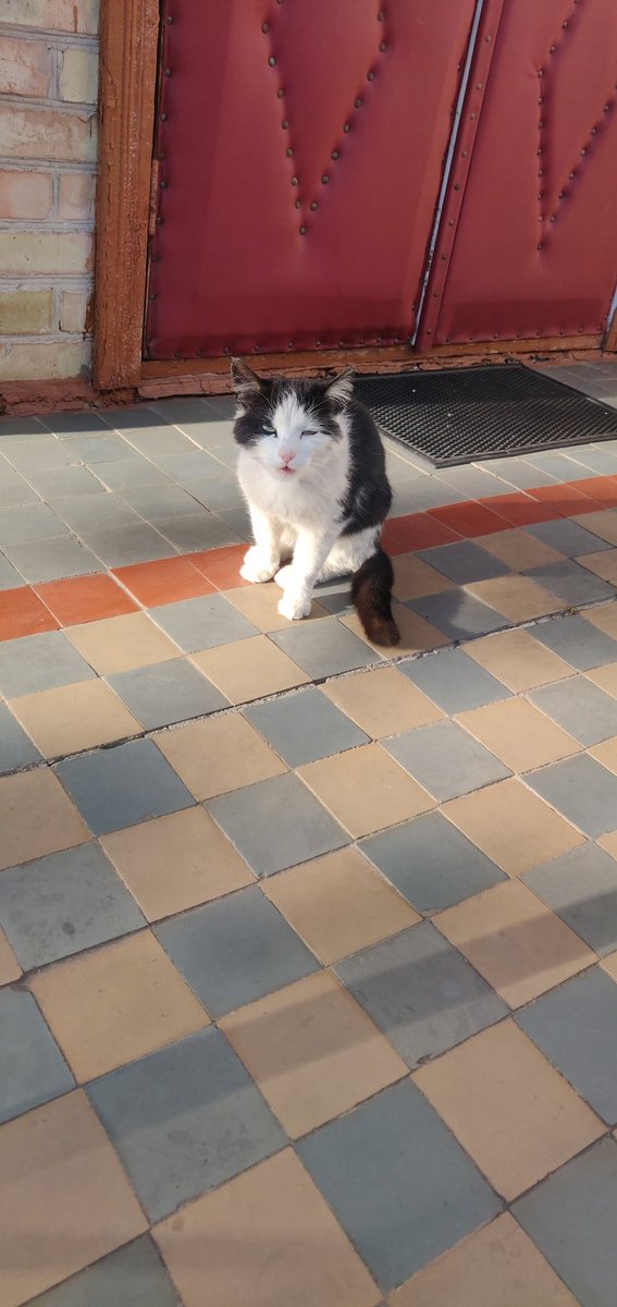 My Mum's garden cats Murchyk is talking to me 😸😻