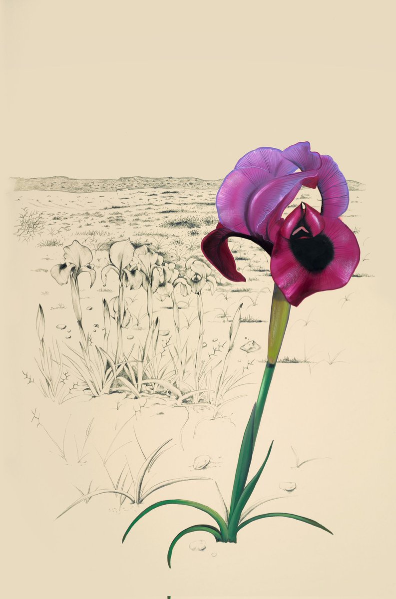 My illustration of a Negev iris (Iris mariae) from a few years ago. I deliberately left the sand-coloured background bare to show how this flower stands out in its natural habitat.