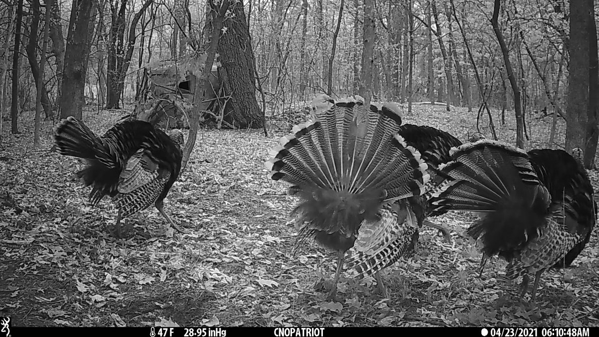 BrowningCams's tweet photo. Pro-Staffer Chris Nyhus Outdoors shares a few tips on our "Behind the Lens" Blog for using cellular Browning Trail Cameras to help scout for spring turkey season!
#AlwaywThereWithBTC #BTLwithBTC #browningcameras #youvegottoseethis
https://t.co/oC8ylUUTXL https://t.co/2Gc67vjYEm