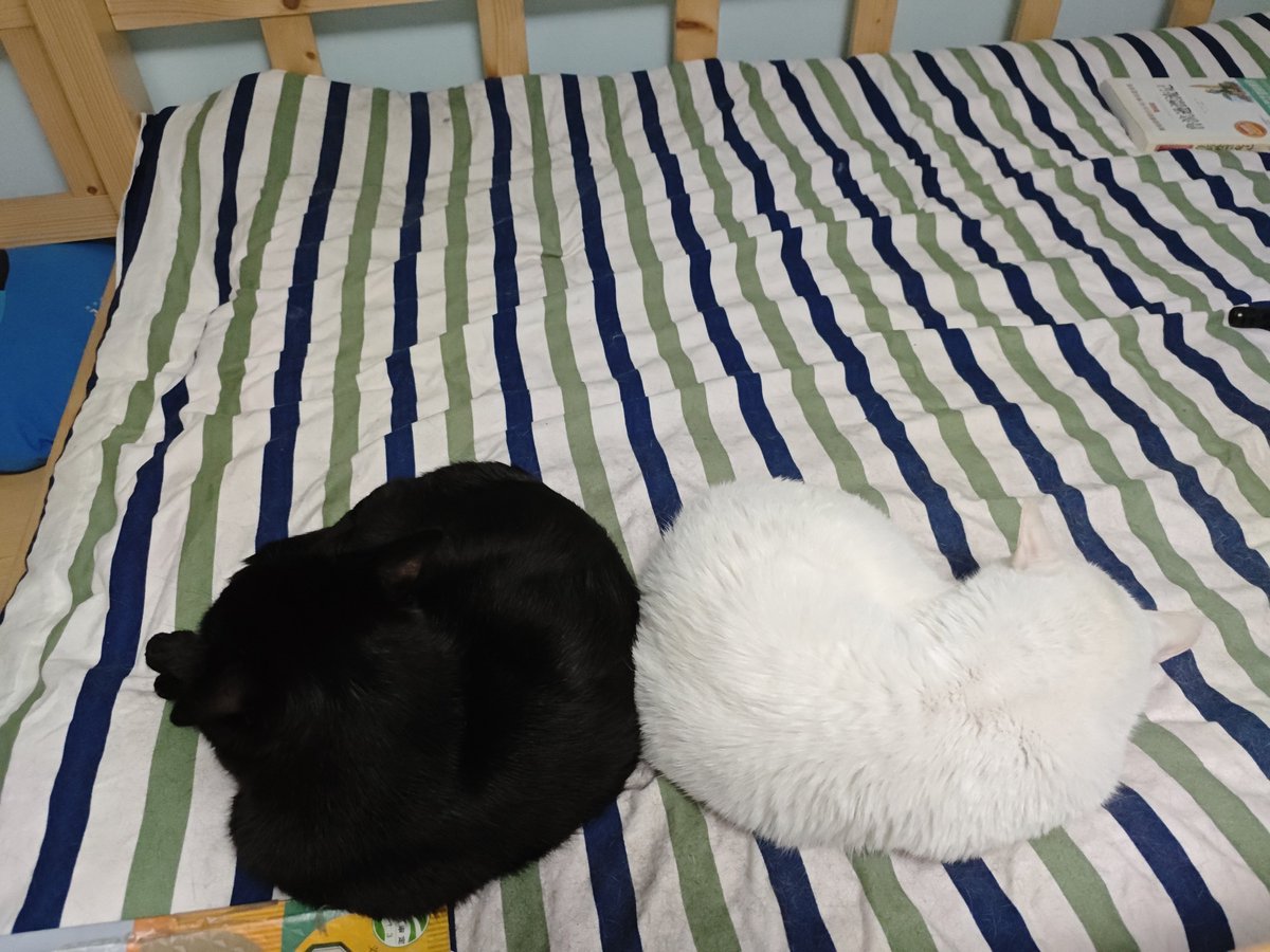 Mu_Yangsu's tweet photo. 小猫超酷 https://t.co/6Md0BhdiRT