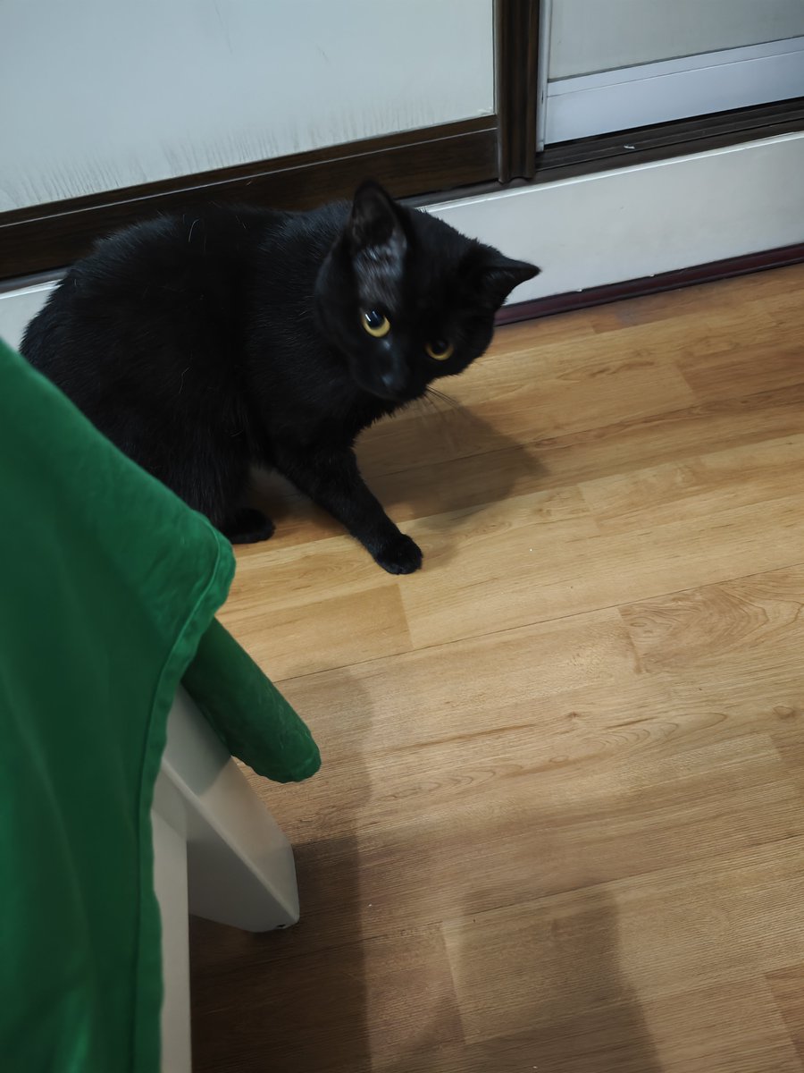 Mu_Yangsu's tweet photo. 小猫超酷 https://t.co/6Md0BhdiRT