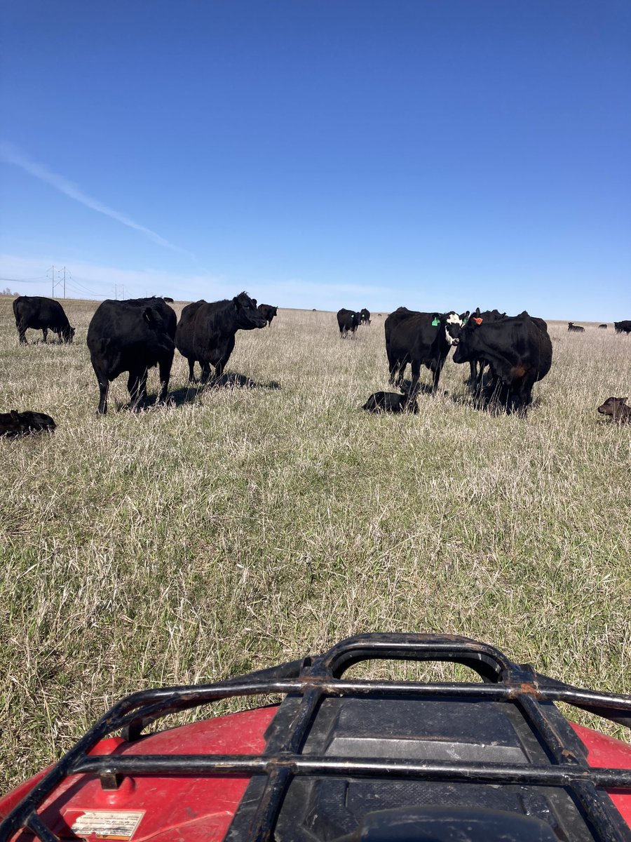 Calving on grass is the cats ass compared to calving in the mud.