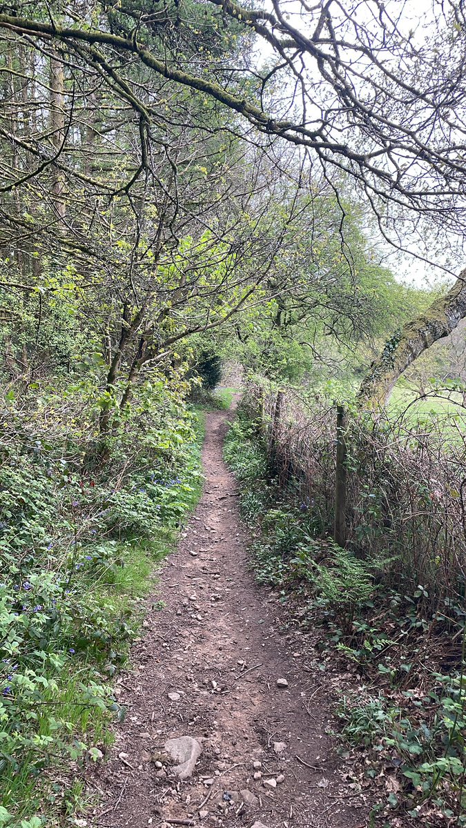 15k around Caerphilly mountain, discovered some beautiful forests!