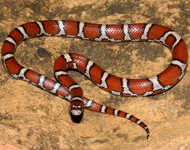 There's three Milk Snakes and only one Coral Snake, good luck identifying :)