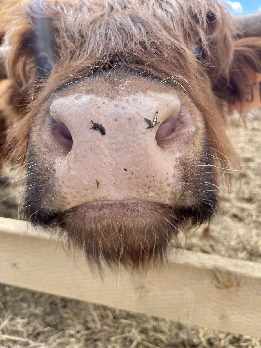 #maybetomorrowranch #alberta #albertacattle #highlandcow #heifers #scottishhighlandcattle