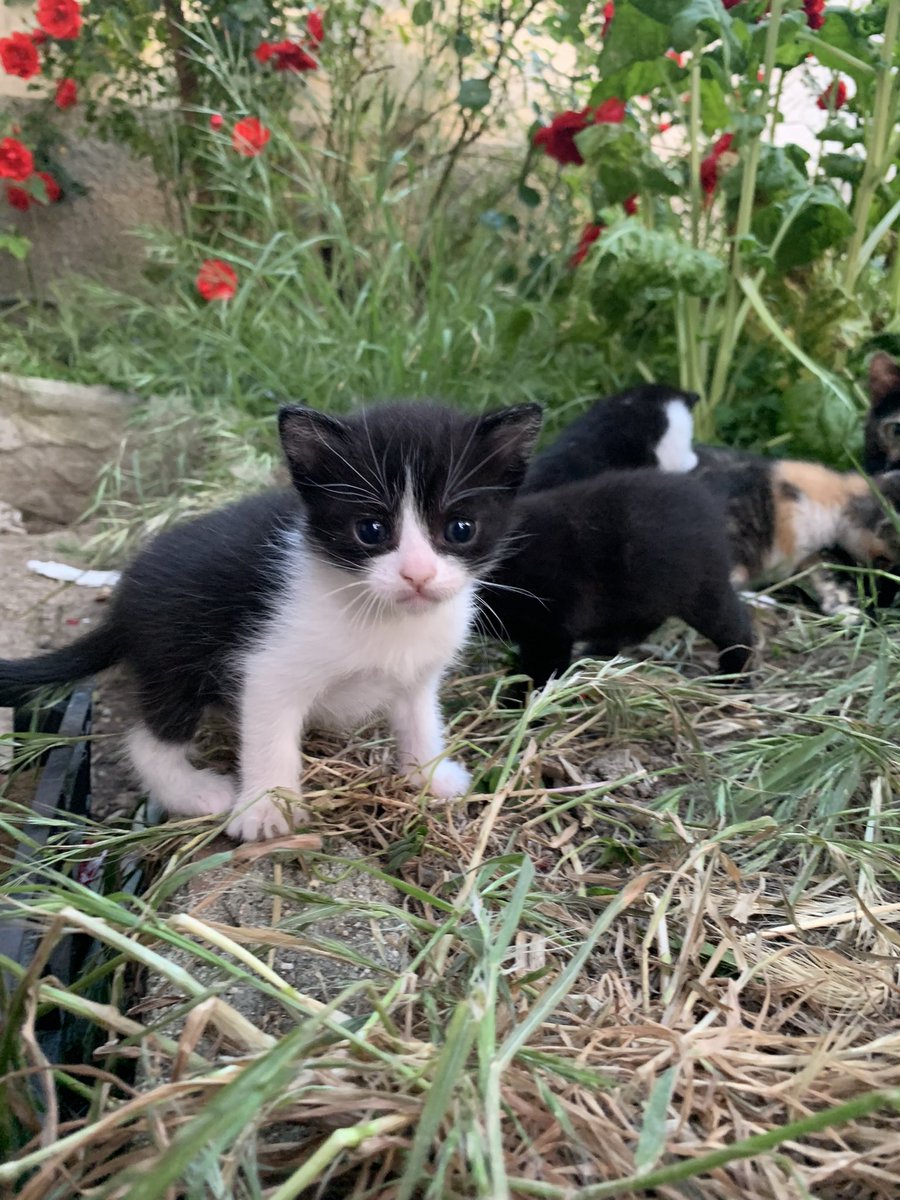 Nueva camada de 4 gatitos para adoptar de un mes de edad.
1. Hembra tricolor
2. Hembra blanca y negra con manchita en la barbilla
3. Macho negro
4. Macho blanco y negro
Detalles en el perfil
Acoge una vida y cambia la tuya💗💐
#adopcion #gatos #FelizDiadelaMadre #adopta