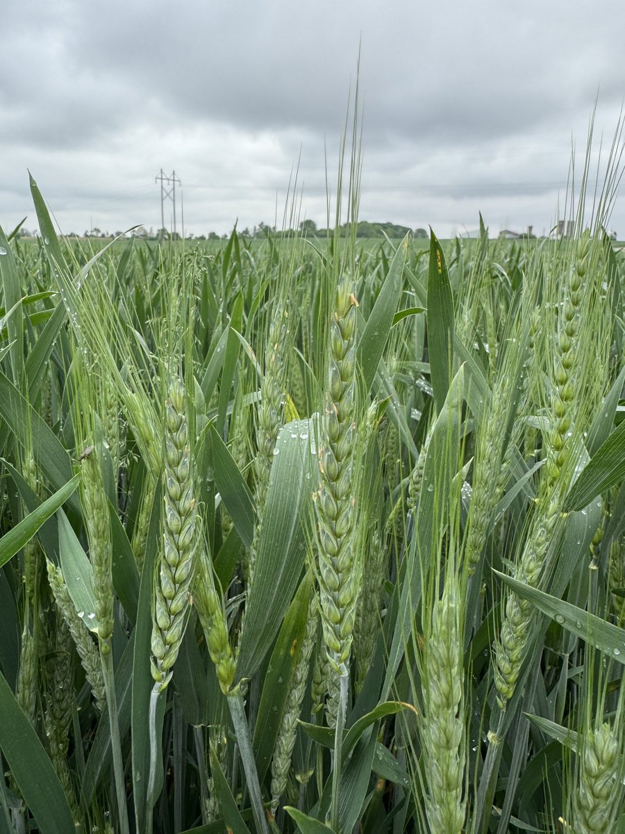 When to spray Wheat, 10.5.2, between the rains! What with-Miravis Ace, Max N Pact K, Terramar,Nutrisync Boron, Tombstone! #Wheat2024
⁦<a href="/NutrienAgRetail/">Nutrien Ag Solutions</a>⁩ ⁦<a href="/DynaGroSeed/">Dyna-Gro Seed</a>⁩ ⁦<a href="/growloveland/">Loveland Products</a>⁩ ⁦<a href="/AGRICENLIFER/">Stephen Sexton</a>⁩ ⁦<a href="/_steve_emery/">Steve Emery</a>⁩ ⁦⁦⁦<a href="/GretaGrayHacker/">Greta Gray</a>⁩