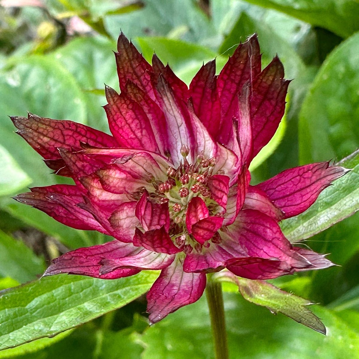 Love the colour of this 💜Astrantia major Gill Richardson Group from the wonderful Pelham Plants 🌸#Flowers #Gardening #FlowerHunting