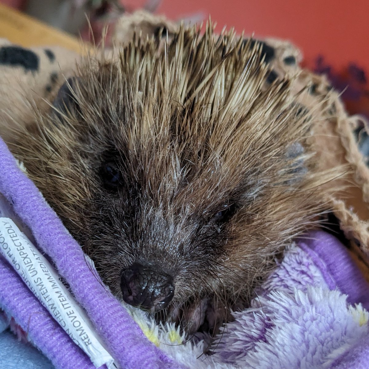 It's Hedgehog Awareness Week! Tell us below how you'll be helping hedgehogs this week (and longer term!).

Cheeky we know but you can help them by a little donation to our PayPal.me/hhrc6 ☺️

#HedgehogAwarenessWeek
#hedgehogs
#HedgehogWeek 
#pricklypals