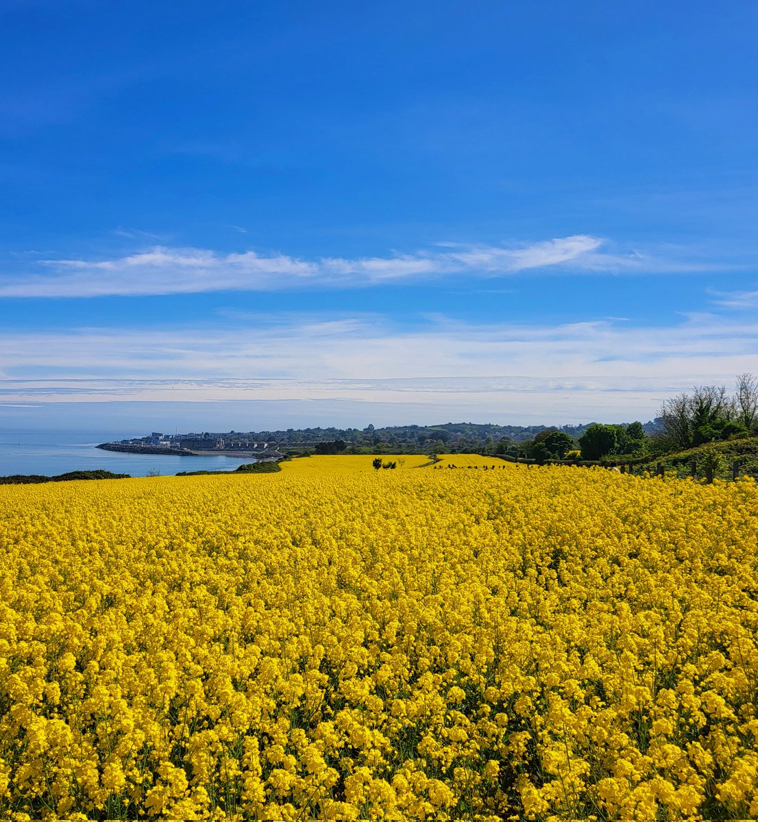 Fields of gold walk day today in #Greystones #Wicklow #Ireland  Stunning day!  #fieldsofgold