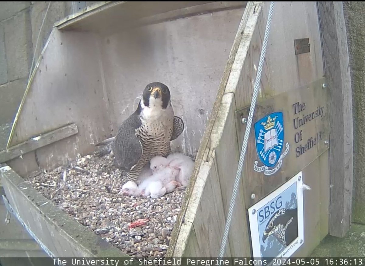 Nothing to see here.... just a heap of snoozing peregrines @SheffPeregrines