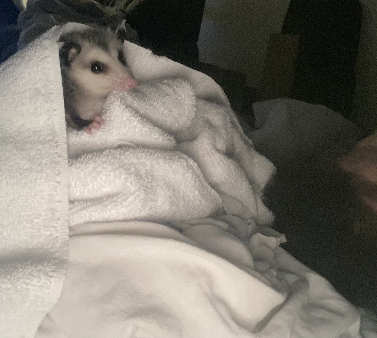 A story that will unfold over time. This is how it started.  Two anti-social mammals, with posable thumbs, who are more active at night and have an affinity for climbing.  I saved her from being in the middle of a territorial dispute between two raging cats.  #opposum