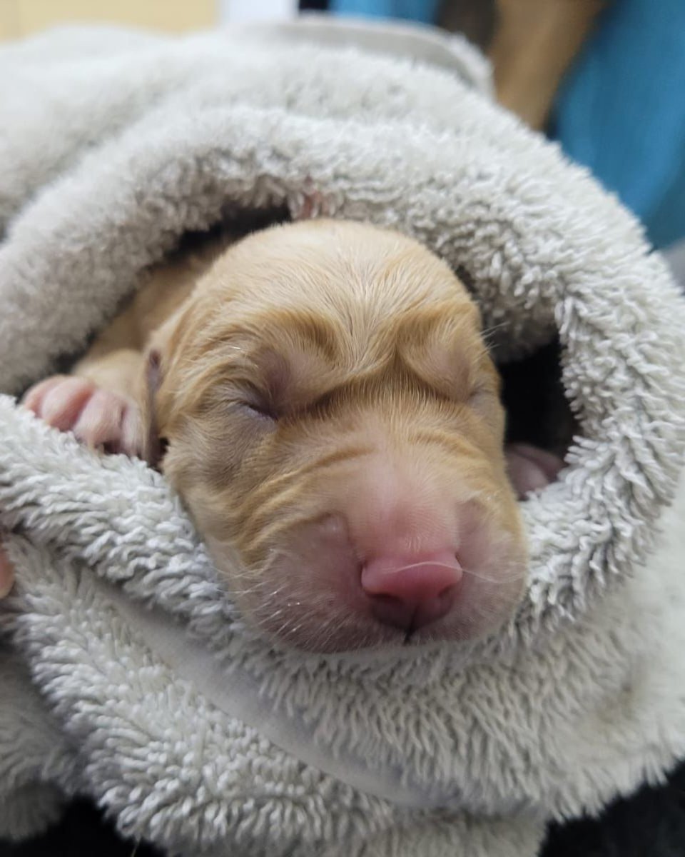 Introducing Cookie and her 'crumbs' 🍪 Congratulations to guide dog mum, golden retriever Cookie, who recently delivered a litter of 11 healthy guide dog puppies. Proud dad is yellow Labrador Marty 🐶 [VD: see alt text.]